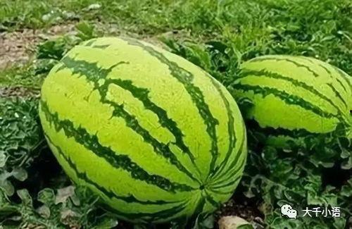 网络大瓜 17吃瓜fun,吃瓜fun带你领略娱乐圈风云变幻